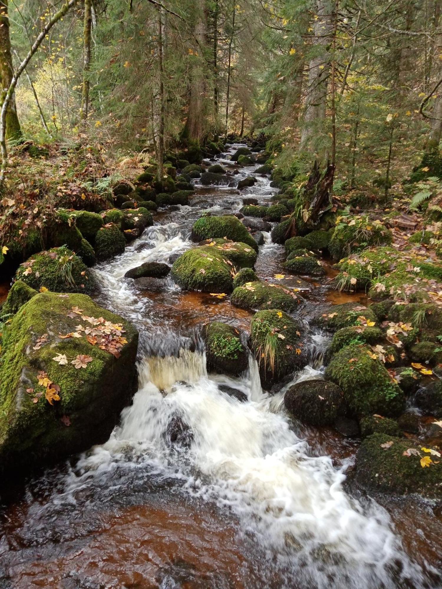 Appartamento Urlaub Auf Dem Haenslehof Elzach Esterno foto