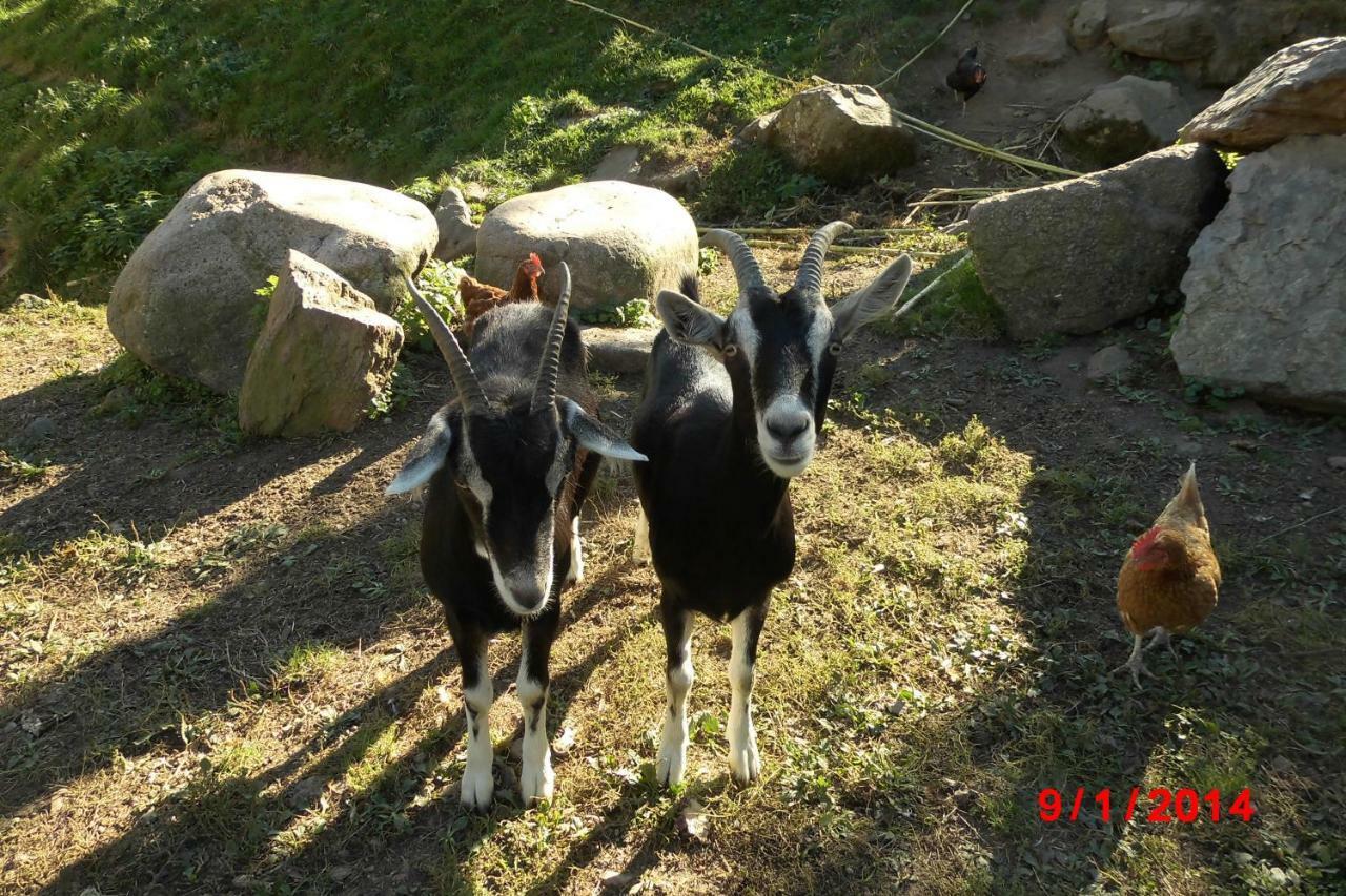 Appartamento Urlaub Auf Dem Haenslehof Elzach Esterno foto